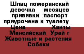 Шпиц померанский, девочка, 8 месяцев, прививки, паспорт, приурочена к туалету,  › Цена ­ 10 000 - Ханты-Мансийский, Урай г. Животные и растения » Собаки   